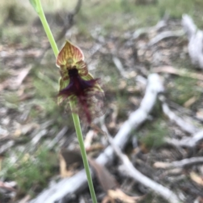 Calochilus therophilus (Late Beard Orchid) at Black Mountain - 9 Jan 2022 by PeterR