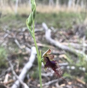 Calochilus therophilus at Molonglo Valley, ACT - suppressed