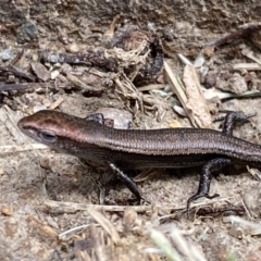 Lampropholis delicata at Jerrabomberra, NSW - suppressed