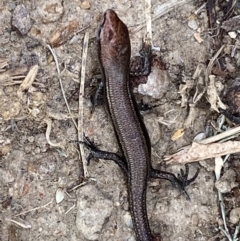 Lampropholis delicata at Jerrabomberra, NSW - suppressed