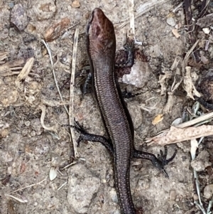 Lampropholis delicata at Jerrabomberra, NSW - suppressed