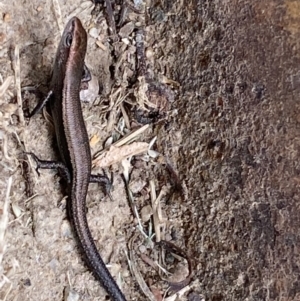 Lampropholis delicata at Jerrabomberra, NSW - suppressed