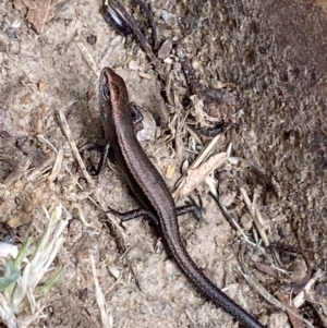 Lampropholis delicata at Jerrabomberra, NSW - 2 Feb 2022