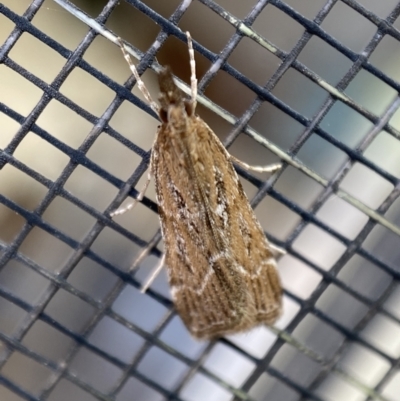 Eudonia cleodoralis (A Crambid moth) at Jerrabomberra, NSW - 2 Feb 2022 by Steve_Bok