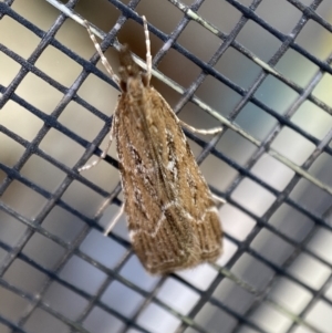 Eudonia cleodoralis at Jerrabomberra, NSW - suppressed