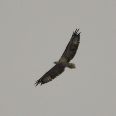 Haliaeetus leucogaster (White-bellied Sea-Eagle) at Jerrabomberra Wetlands - 24 Jan 2022 by davidcunninghamwildlife