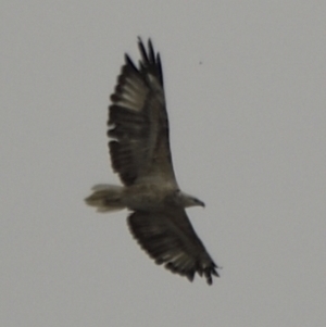 Haliaeetus leucogaster at Kingston, ACT - 24 Jan 2022