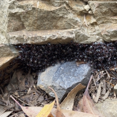 Dolichoderus doriae (Dolly ant) at Namadgi National Park - 1 Feb 2022 by mcosgrove