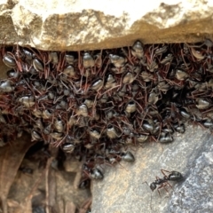 Dolichoderus doriae at Brindabella, NSW - 1 Feb 2022 01:52 PM