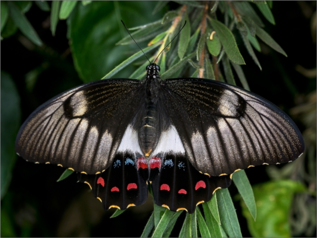 Papilio aegeus at Holt, ACT - 2 Feb 2022
