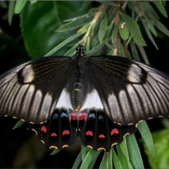 Papilio aegeus (Orchard Swallowtail, Large Citrus Butterfly) at Holt, ACT - 2 Feb 2022 by Margo
