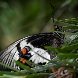 Papilio aegeus at Holt, ACT - 2 Feb 2022