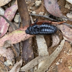 Panesthia australis (Common wood cockroach) at Cotter River, ACT - 1 Feb 2022 by mcosgrove