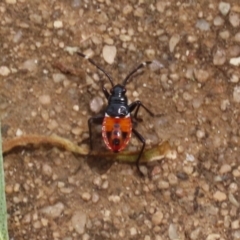 Dindymus versicolor (Harlequin Bug) at Cotter Reserve - 1 Feb 2022 by RodDeb