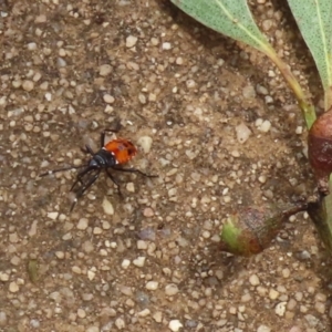 Dindymus versicolor at Paddys River, ACT - 1 Feb 2022 01:32 PM