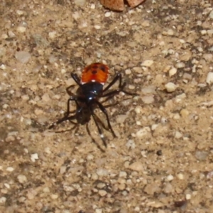 Dindymus versicolor at Paddys River, ACT - 1 Feb 2022 01:32 PM