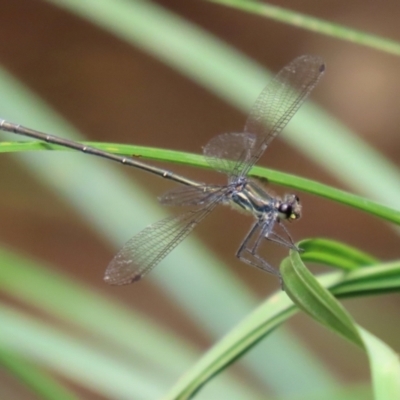 Austroargiolestes sp. (genus) (Flatwing) at Cotter Reserve - 1 Feb 2022 by RodDeb