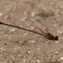 Nososticta solida at Cotter Reserve - 1 Feb 2022