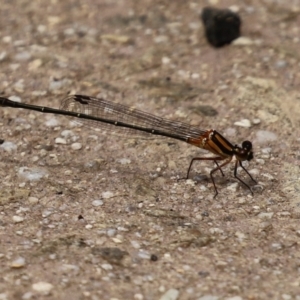 Nososticta solida at Cotter Reserve - 1 Feb 2022