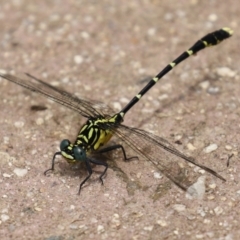 Hemigomphus gouldii (Southern Vicetail) at Uriarra Village, ACT - 1 Feb 2022 by RodDeb