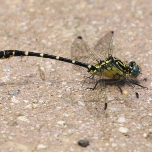 Hemigomphus gouldii at Cotter Reserve - 1 Feb 2022