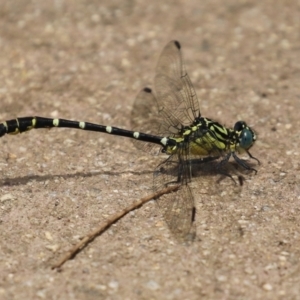 Hemigomphus gouldii at Cotter Reserve - 1 Feb 2022