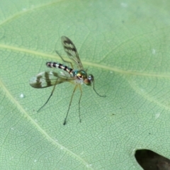 Heteropsilopus ingenuus (A long-legged fly) at Cotter Reserve - 1 Feb 2022 by RodDeb