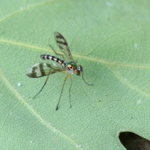 Heteropsilopus ingenuus at Cotter Reserve - 1 Feb 2022