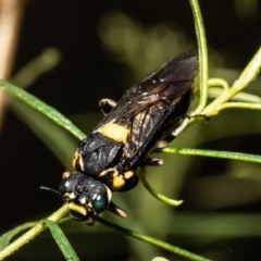 Pergagrapta bicolor (A sawfly) at Aranda Bushland - 2 Feb 2022 by Roger