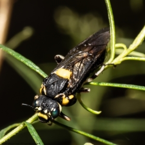 Pergagrapta bicolor at Cook, ACT - 2 Feb 2022 02:10 PM