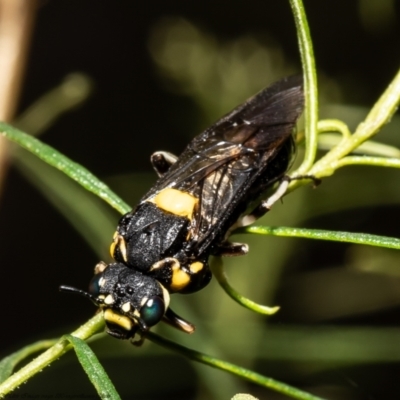 Pergagrapta bicolor (A sawfly) at Aranda Bushland - 2 Feb 2022 by Roger