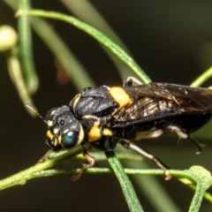 Pergagrapta bicolor at Cook, ACT - 2 Feb 2022 02:10 PM