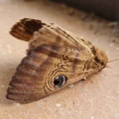 Dasypodia selenophora (Southern old lady moth) at Isaacs, ACT - 2 Feb 2022 by Mike