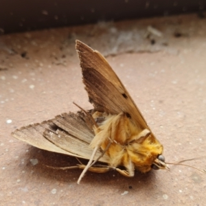 Dasypodia selenophora at Isaacs, ACT - 2 Feb 2022