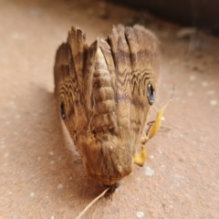 Dasypodia selenophora at Isaacs, ACT - 2 Feb 2022