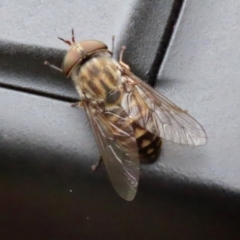 Dasybasis sp. (genus) (A march fly) at Cotter Reserve - 1 Feb 2022 by RodDeb