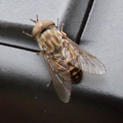 Dasybasis sp. (genus) (A march fly) at Cotter Reserve - 1 Feb 2022 by RodDeb