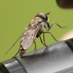 Dasybasis sp. (genus) at Coree, ACT - 1 Feb 2022