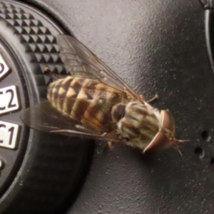 Dasybasis sp. (genus) at Coree, ACT - 1 Feb 2022