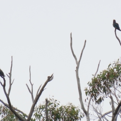 Eurystomus orientalis (Dollarbird) at Cotter Reserve - 1 Feb 2022 by RodDeb