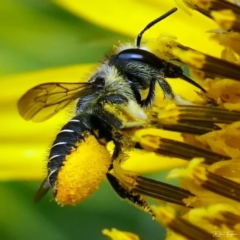 Pseudoanthidium (Immanthidium) repetitum (African carder bee) at Page, ACT - 1 Feb 2022 by DonTaylor