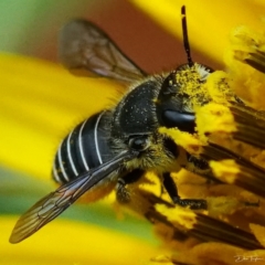 Pseudoanthidium (Immanthidium) repetitum at Page, ACT - 1 Feb 2022