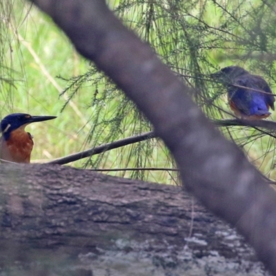 Ceyx azureus (Azure Kingfisher) at Cotter Reserve - 1 Feb 2022 by RodDeb