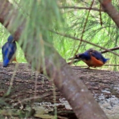 Ceyx azureus at Uriarra Village, ACT - 1 Feb 2022