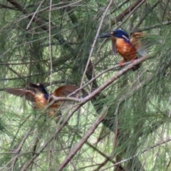 Ceyx azureus at Uriarra Village, ACT - 1 Feb 2022