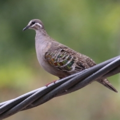 Phaps chalcoptera (Common Bronzewing) at Cotter Reserve - 1 Feb 2022 by RodDeb