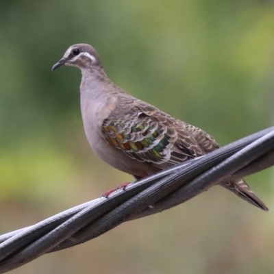 Phaps chalcoptera (Common Bronzewing) at Cotter Reserve - 1 Feb 2022 by RodDeb