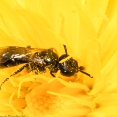 Lasioglossum (Homalictus) sphecodoides (Furrow Bee) at Aranda Bushland - 2 Feb 2022 by Roger