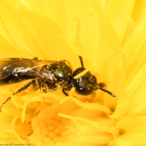 Lasioglossum (Homalictus) sphecodoides at Molonglo Valley, ACT - 2 Feb 2022 02:32 PM