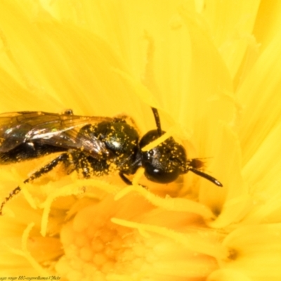 Lasioglossum (Homalictus) sphecodoides (Furrow Bee) at Molonglo Valley, ACT - 2 Feb 2022 by Roger